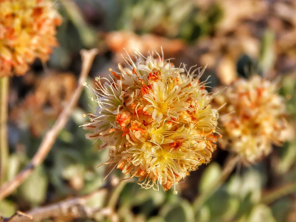 Special to the Pahrump Valley Times Roughly 40% of the world's population of Tiehm's buckwheat, ...