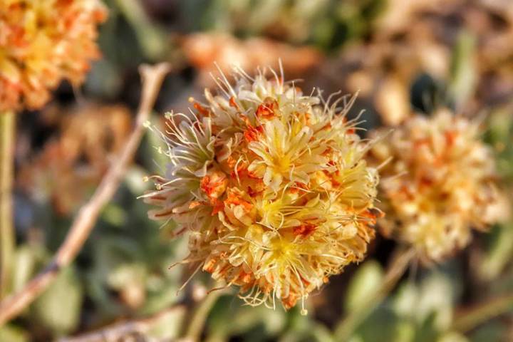 Special to the Pahrump Valley Times Roughly 40% of the world's population of Tiehm's buckwheat, ...