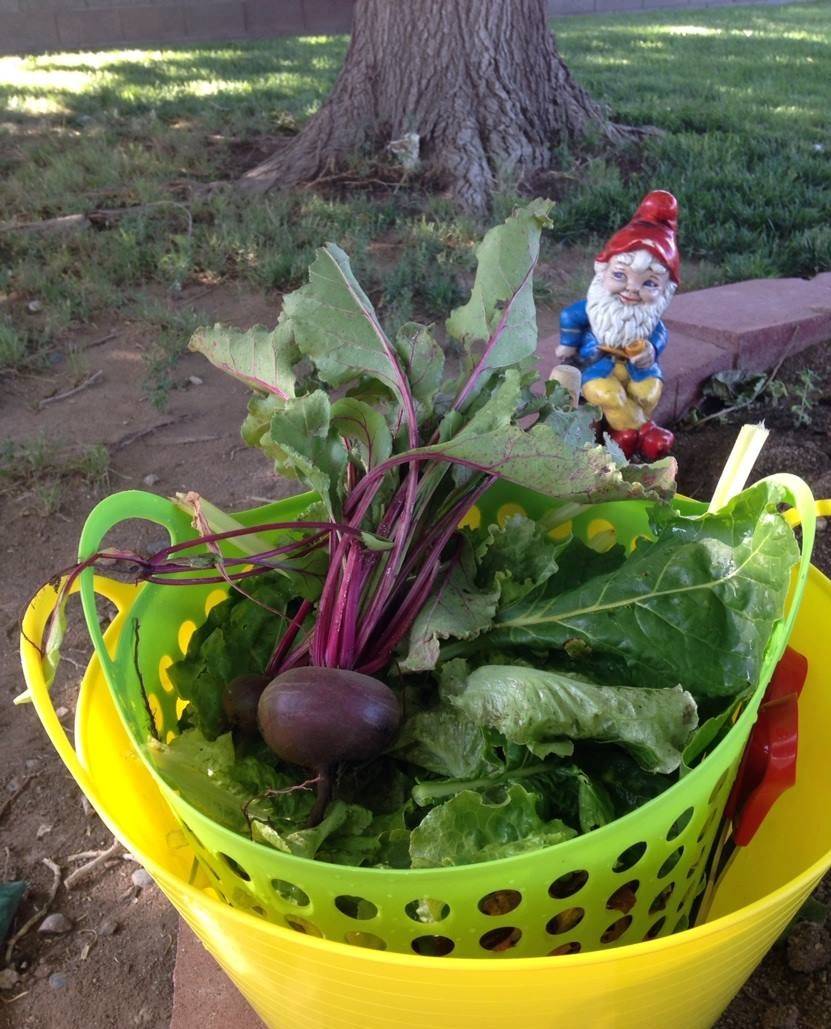 Terri Meehan/Special to the Pahrump Valley Times Beets, a member of the same family as Swiss c ...