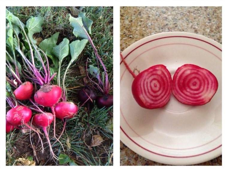 Terri Meehan/Special to the Pahrump Valley Times Chioggia beets are fun to grow with children ...