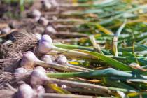 Getty Images Garlic grows well in our climate when planted at the right time. Get your orders ...