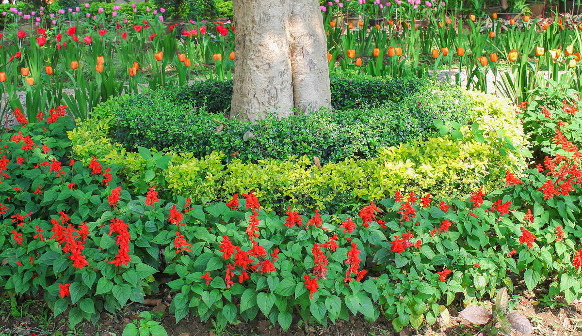 Getty Images When planted in a ring around taller plants or accents, scarlet sage provides bea ...
