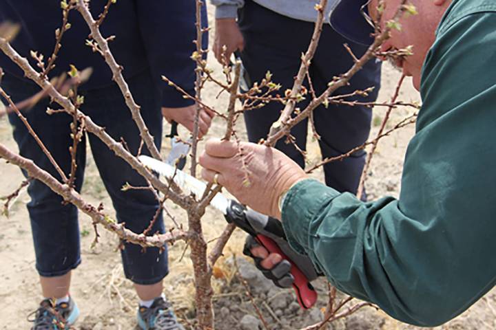 Wendy Hanson/Special to the Pahrump Valley Times The University of Nevada, Reno Extension’s a ...