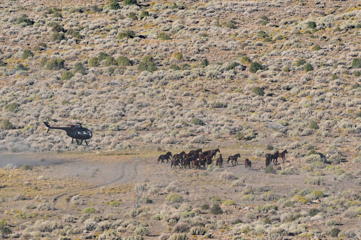 Special to the Pahrump Valley Times The Bureau of Land Management gathered 1,196 wild horses an ...