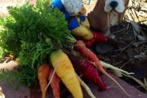Terri Meehan/Special to the Pahrump Valley Times A kaleidoscope of colorful carrot varieties a ...