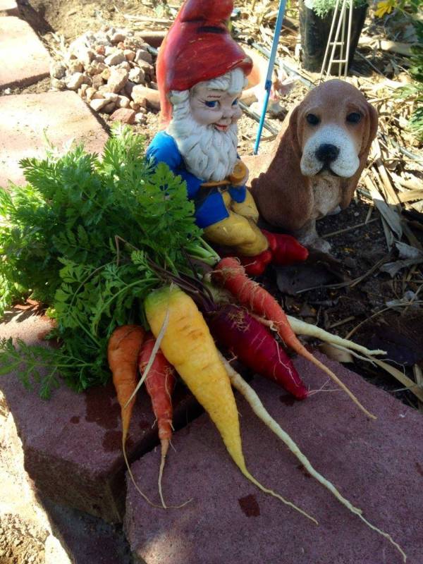 Terri Meehan/Special to the Pahrump Valley Times A kaleidoscope of colorful carrot varieties a ...