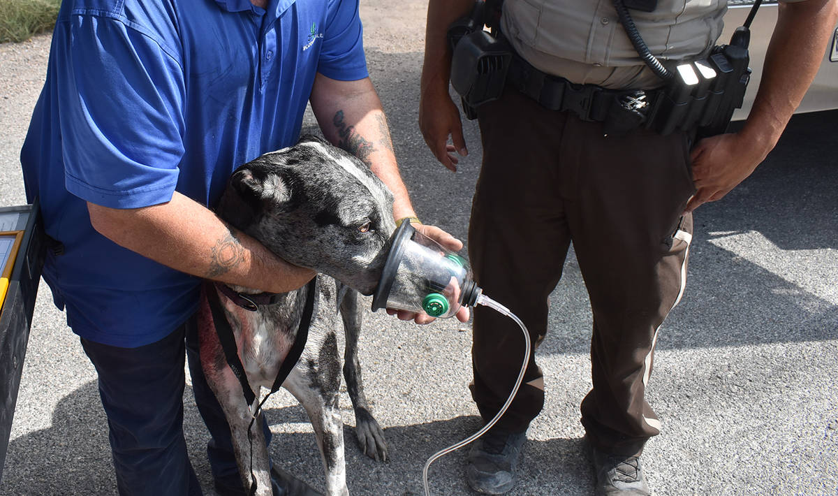 Special to the Pahrump Valley Times Pahrump fire crews rescued two dogs and a cat following a s ...