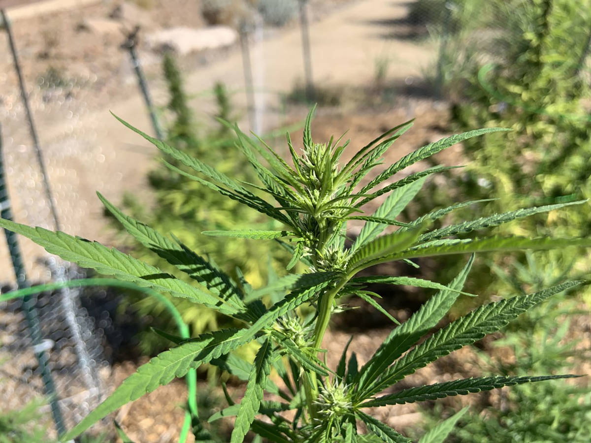 Special to the Pahrump Valley Times The cherry wine variety of hemp growing at the University o ...