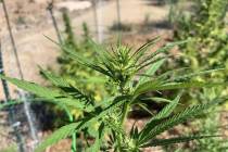 Special to the Pahrump Valley Times The cherry wine variety of hemp growing at the University o ...