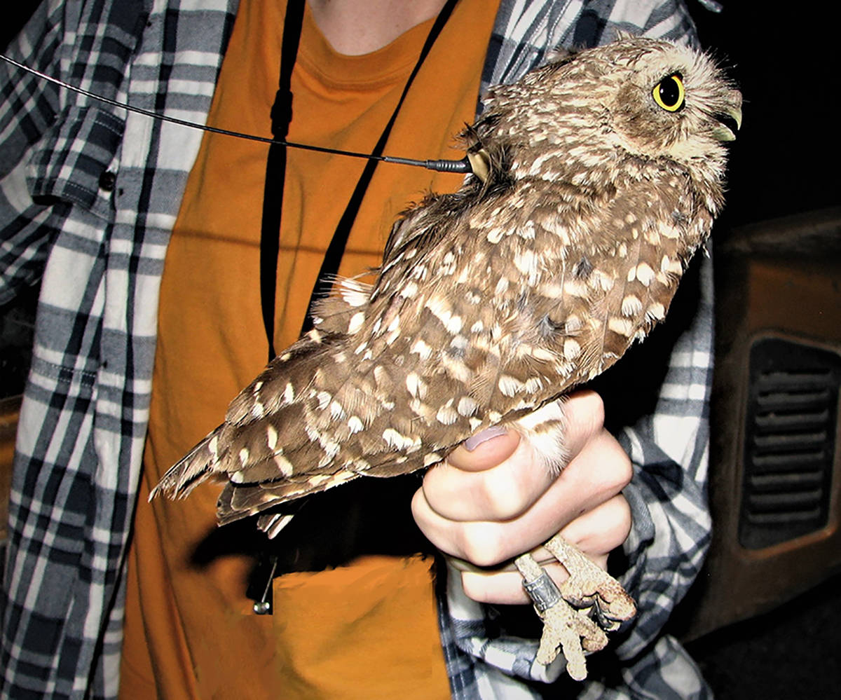 Special to the Pahrump Valley Times Each owl in the study by Nevada National Security Site biol ...