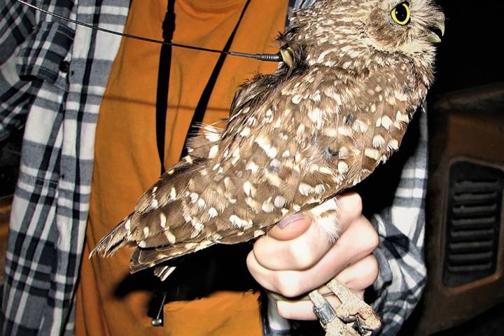 Special to the Pahrump Valley Times Each owl in the study by Nevada National Security Site biol ...