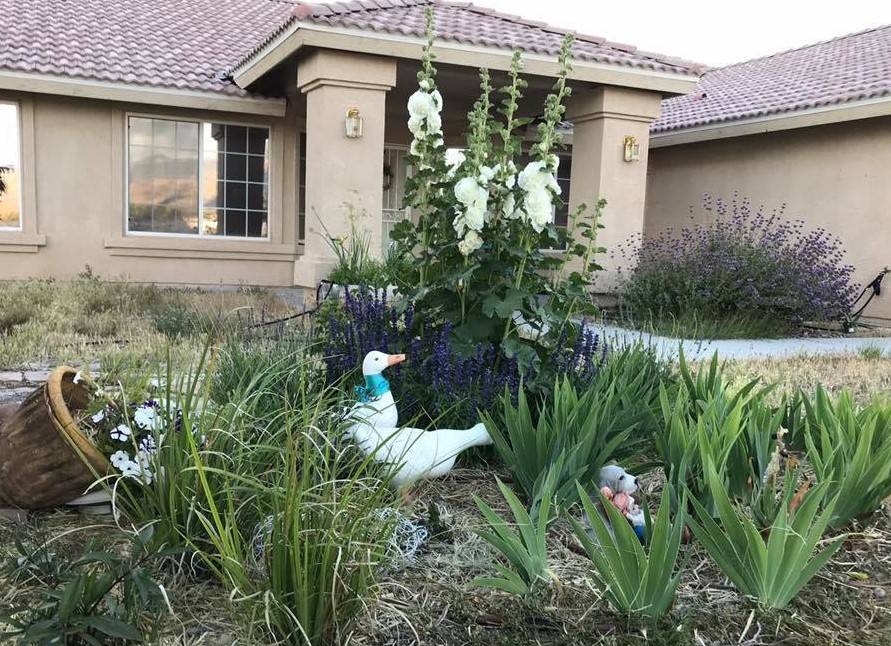 Terri Meehan/Pahrump Valley Times One of my favorite ways to arrange hollyhocks is as a centra ...
