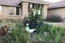 Terri Meehan/Pahrump Valley Times One of my favorite ways to arrange hollyhocks is as a centra ...