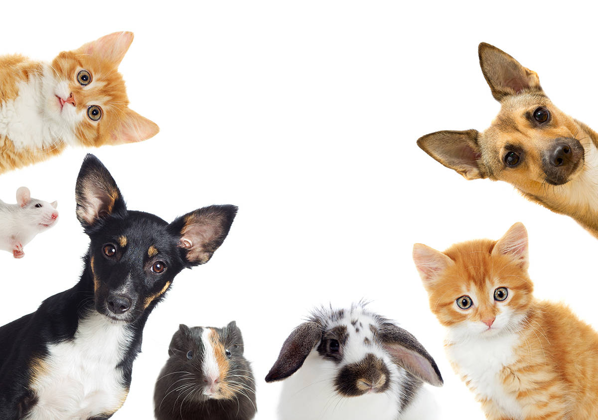 Special to the Pahrump Valley Times The Never Forgotten Animal Society is hosting a pets with S ...