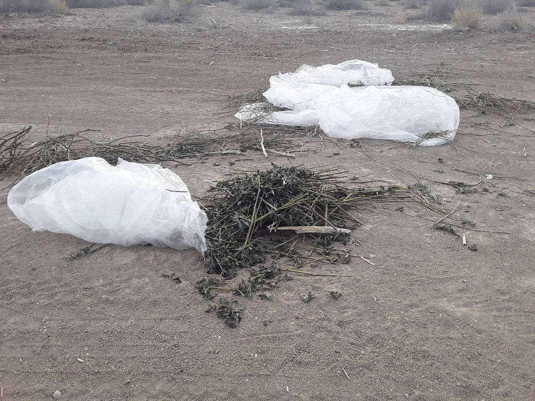 Selwyn Harris/Pahrump Valley Times At least two of the trash bags filled with the low-grade scr ...