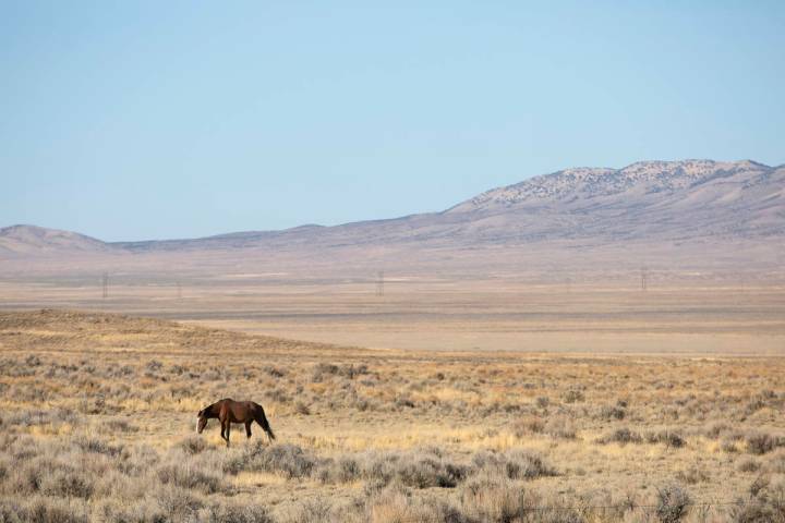 Ellen Schmidt/Las Vegas Review-Journal The BLM plans to gather approximately 195 wild horses, r ...