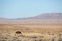 Ellen Schmidt/Las Vegas Review-Journal The BLM plans to gather approximately 195 wild horses, r ...