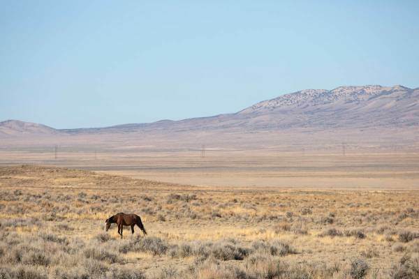 Ellen Schmidt/Las Vegas Review-Journal The BLM plans to gather approximately 195 wild horses, r ...