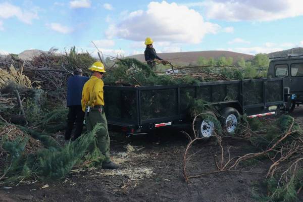 Nevada Department of Forestry Homeowners haul woody vegetation at a 2018 Junk the Junipers even ...