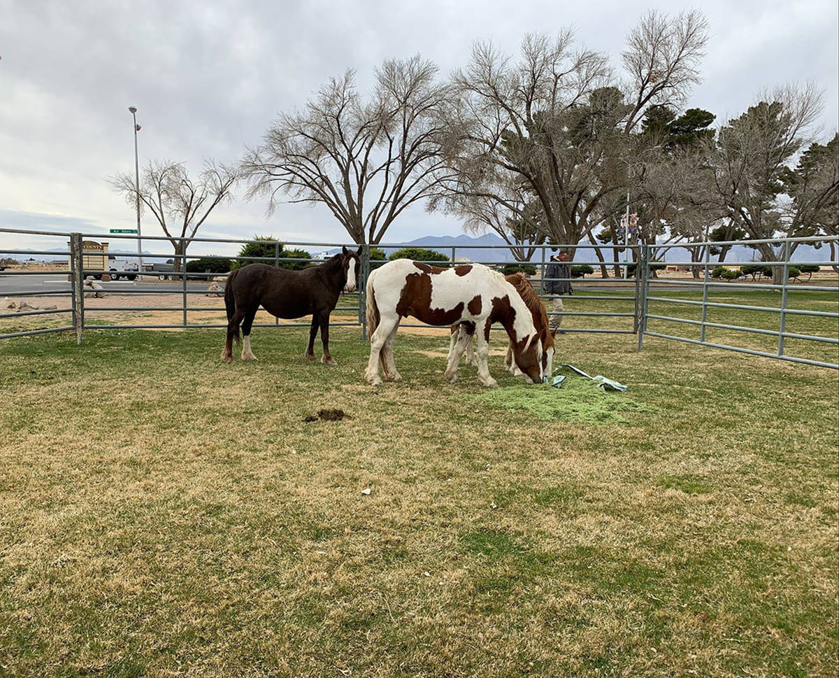 Bureau of Land Management Three wild horses were removed recently from the Calvada Eye and will ...