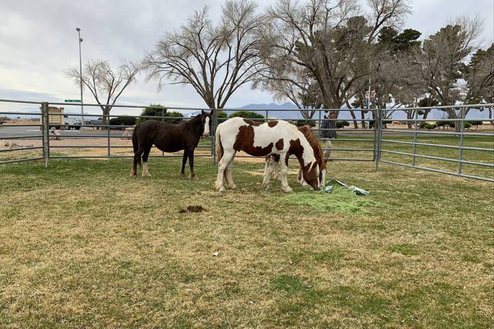 Bureau of Land Management Three wild horses were removed recently from the Calvada Eye and will ...