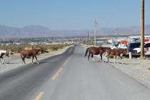 Selwyn Harris/Pahrump Valley Times A small herd of wild horses cross East Basin Avenue in searc ...
