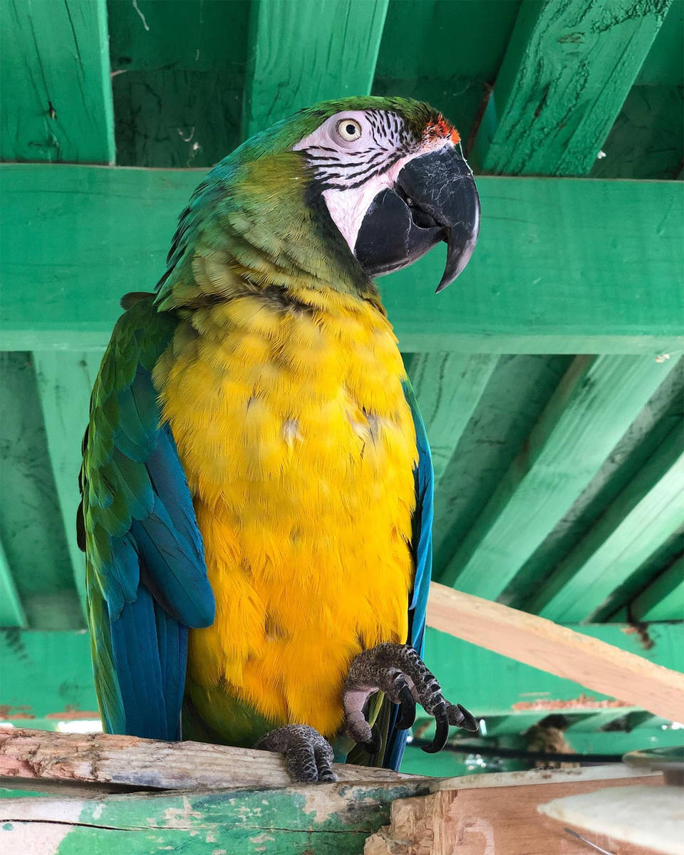 Special to the Pahrump Valley Times "Miller," Heidi Fleiss' macaw, was located safe and sound a ...