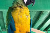 Special to the Pahrump Valley Times "Miller," Heidi Fleiss' macaw, was located safe and sound a ...