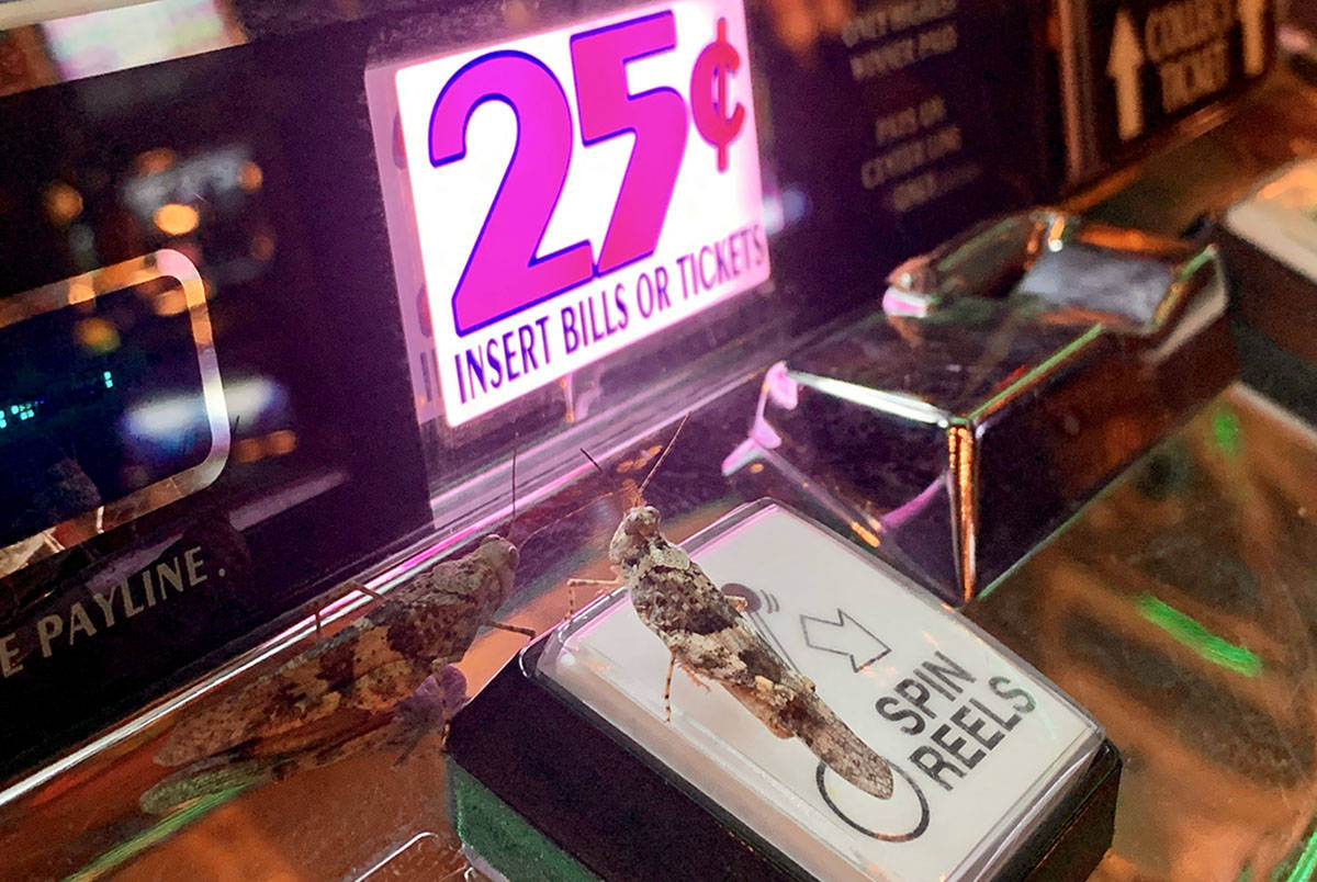 Grasshoppers try their luck gambling at Slots A Fun in Las Vegas on Sunday, July 28, 2019. (Dav ...
