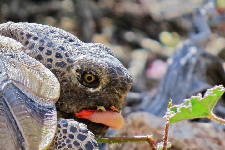 Basin and Range Watch
