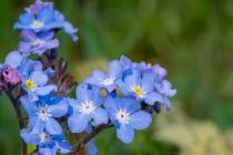 Getty Images The Forget-Me-Not flower has been acknowledged as a symbol for honoring those who ...
