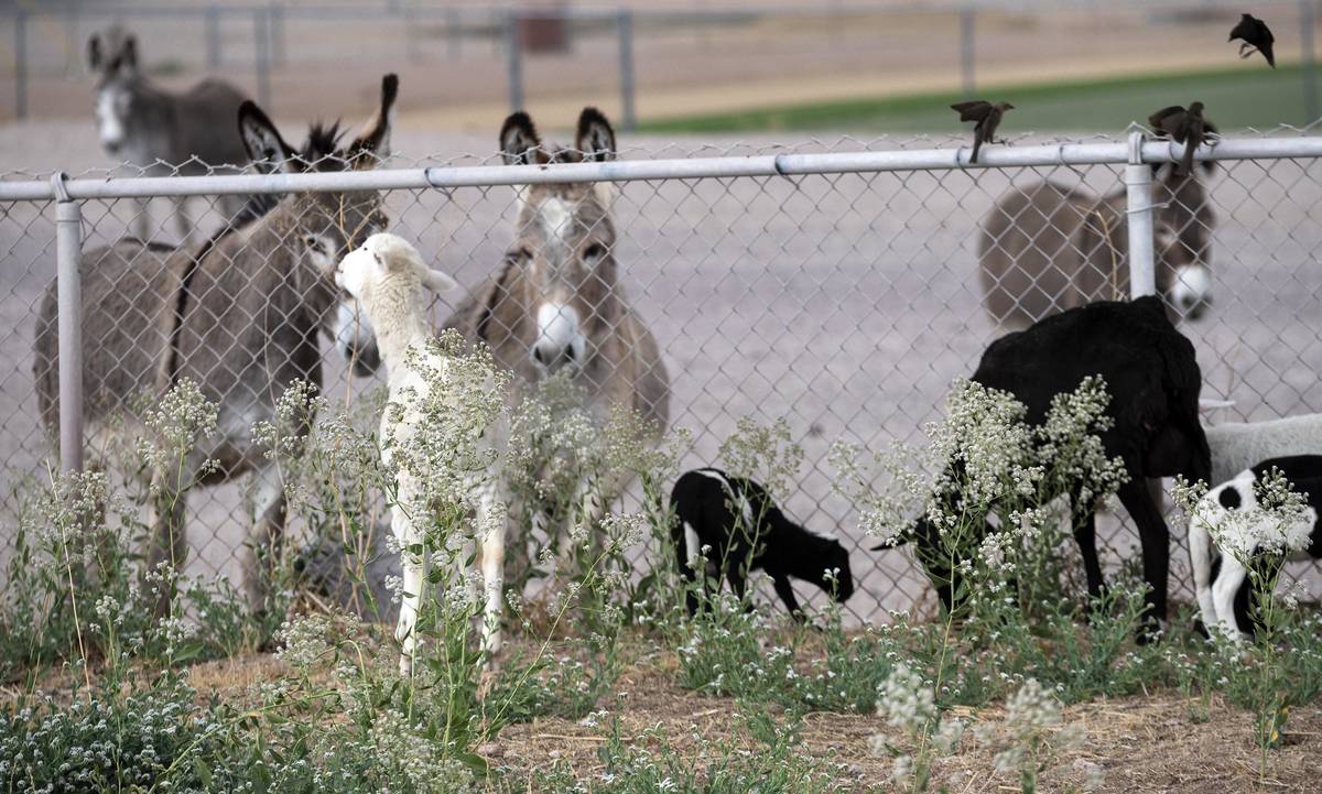 Richard Stephens/Special to the Pahrump Valley Times Wild burros, who inhabit the area around B ...