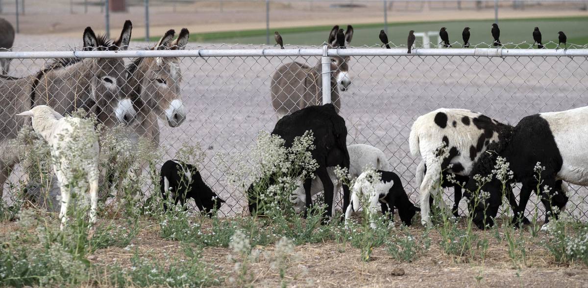 Richard Stephens/Special to the Pahrump Valley Times A group of wild burros checks out the sh ...