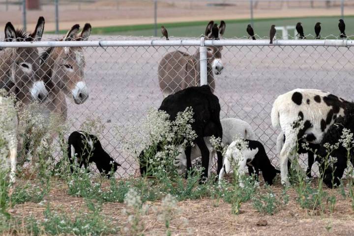 Richard Stephens/Special to the Pahrump Valley Times A group of wild burros checks out the sh ...