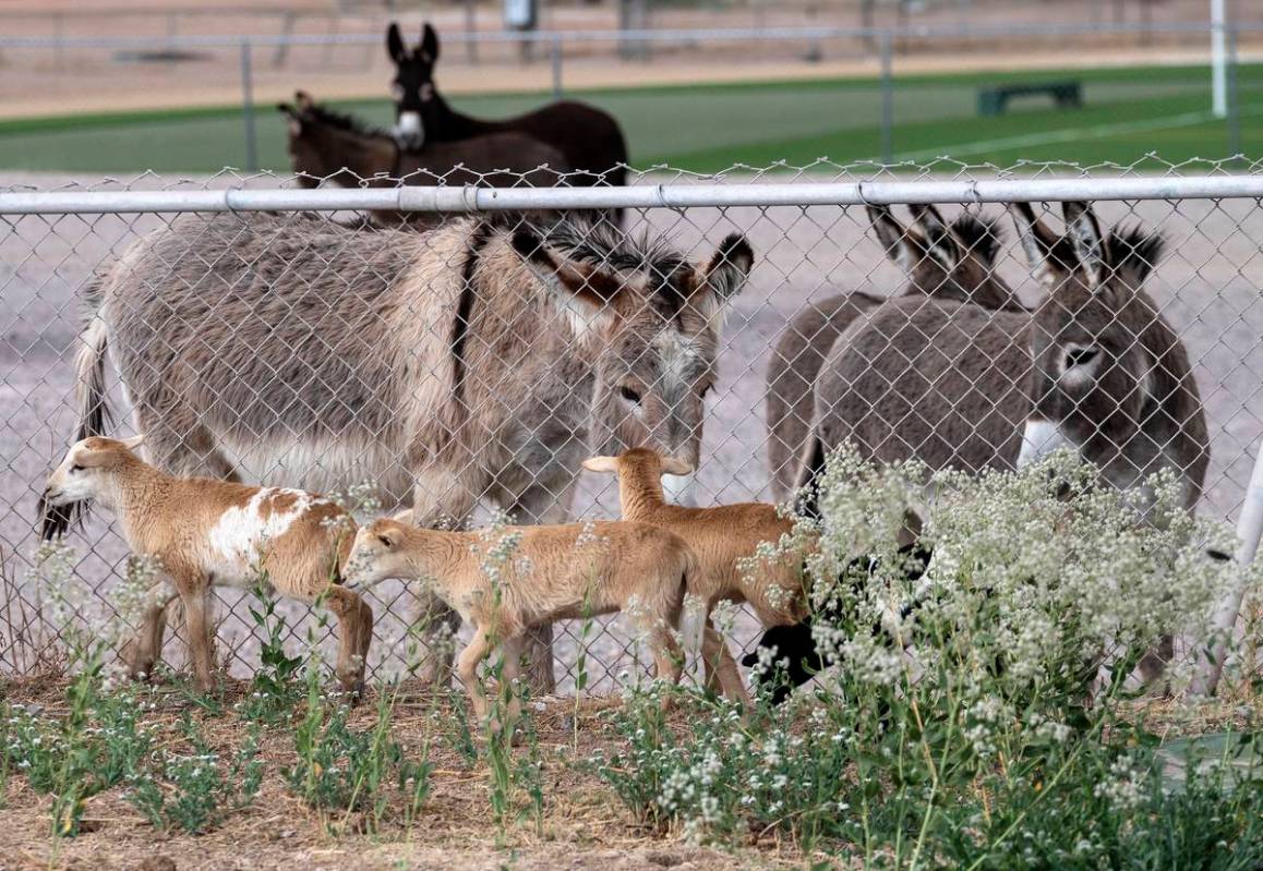 Richard Stephens/Special to the Pahrump Valley Times The goats, brought in for the purpose of w ...