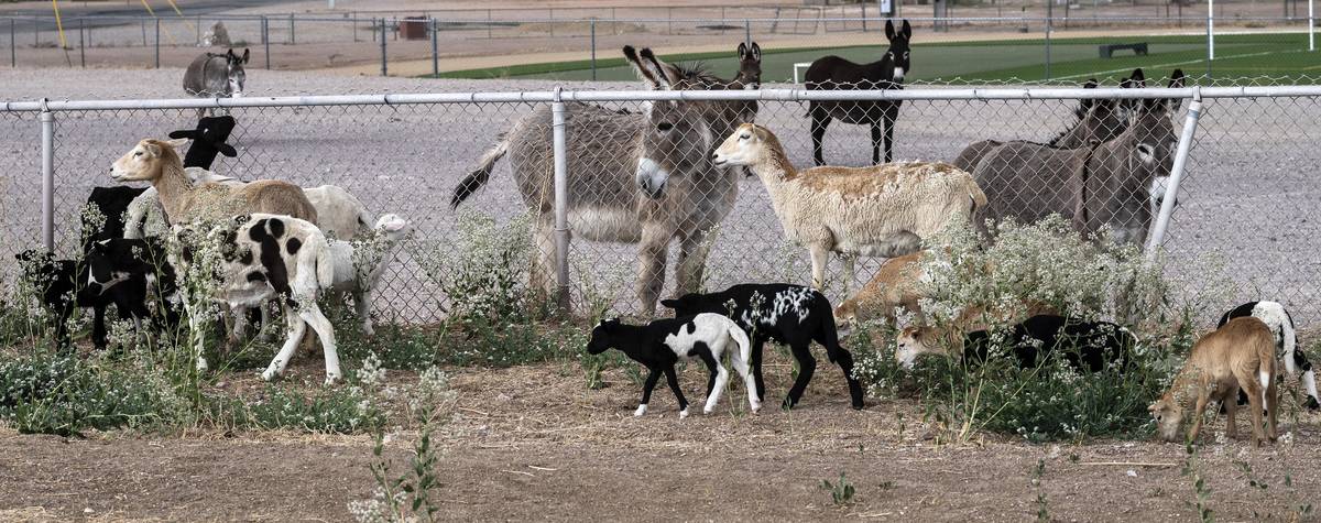 Richard Stephens/Special to the Pahrump Valley Times The burros, regular inhabitants of the ar ...