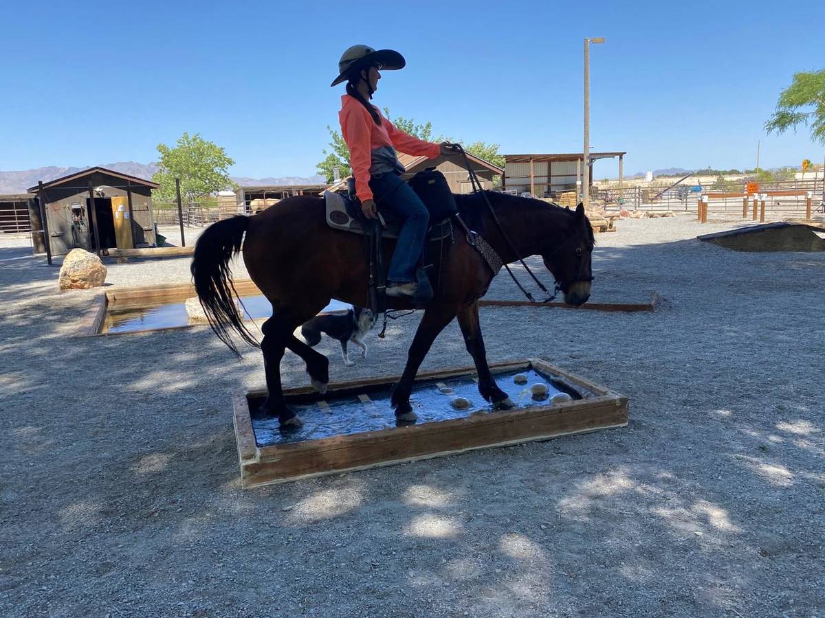 Nevada Discovery Ride Sage has been “an exemplary mustang and ambassador for wild horses' ado ...