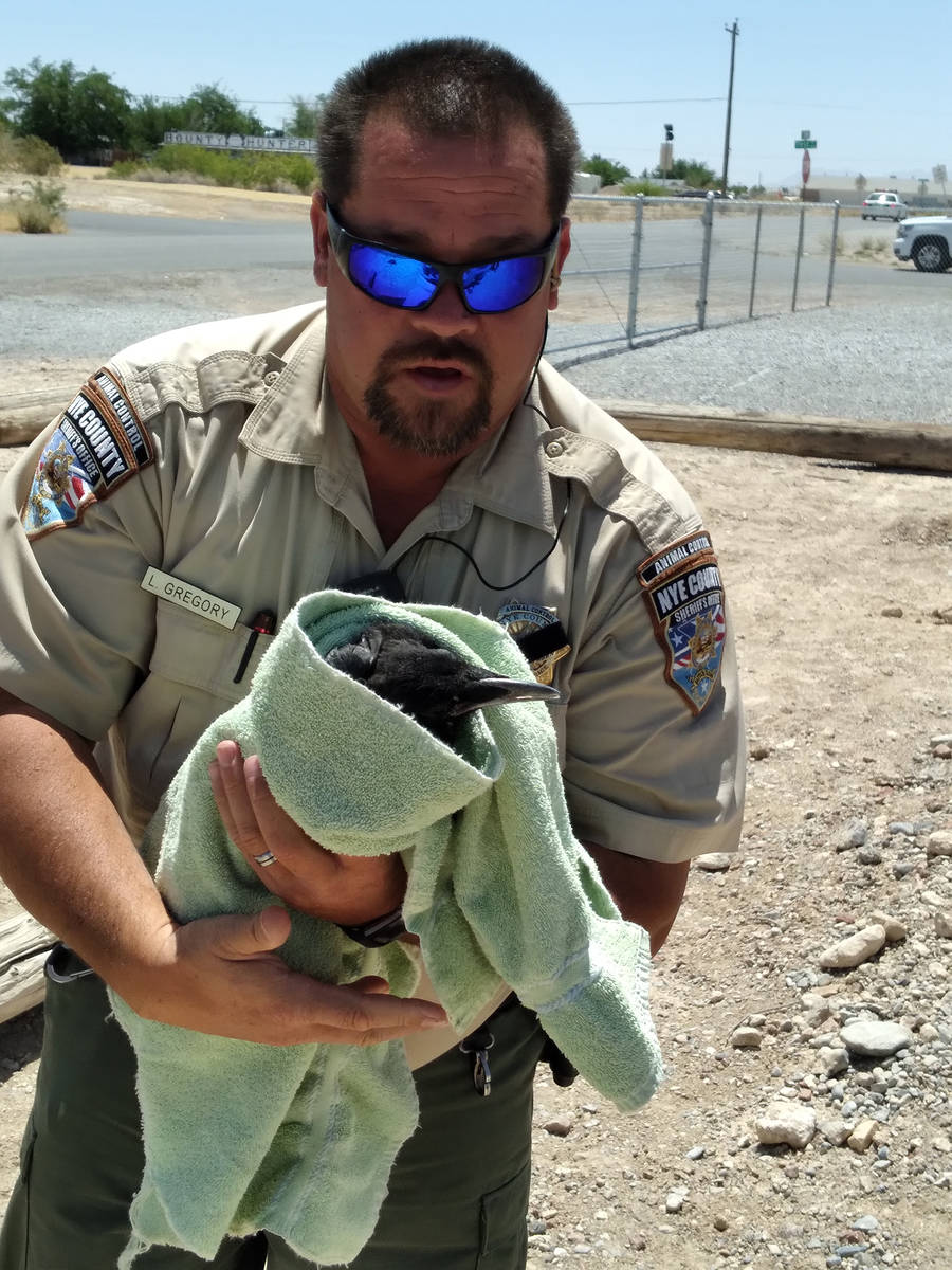 Selwyn Harris/Pahrump Valley Times Nye County Animal Control Officer Levi Gregory examines the ...
