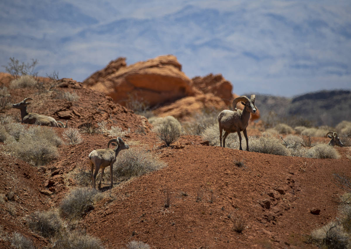 Desert bighorn sheep roam the land at Valley of Fire State Park on Tuesday, June 8, 2021. (Chas ...