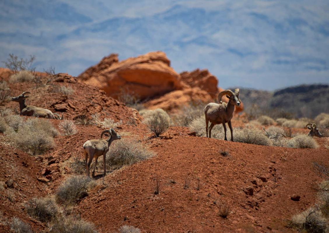 Desert bighorn sheep roam the land at Valley of Fire State Park on Tuesday, June 8, 2021. (Chas ...