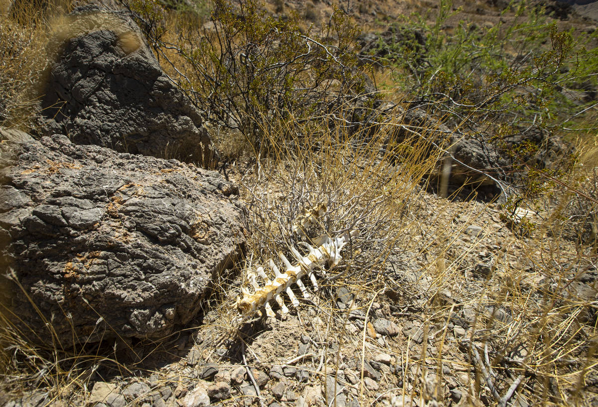 Animal remains are seen near the flipper guzzler in the Muddy Mountains during an emergency wat ...