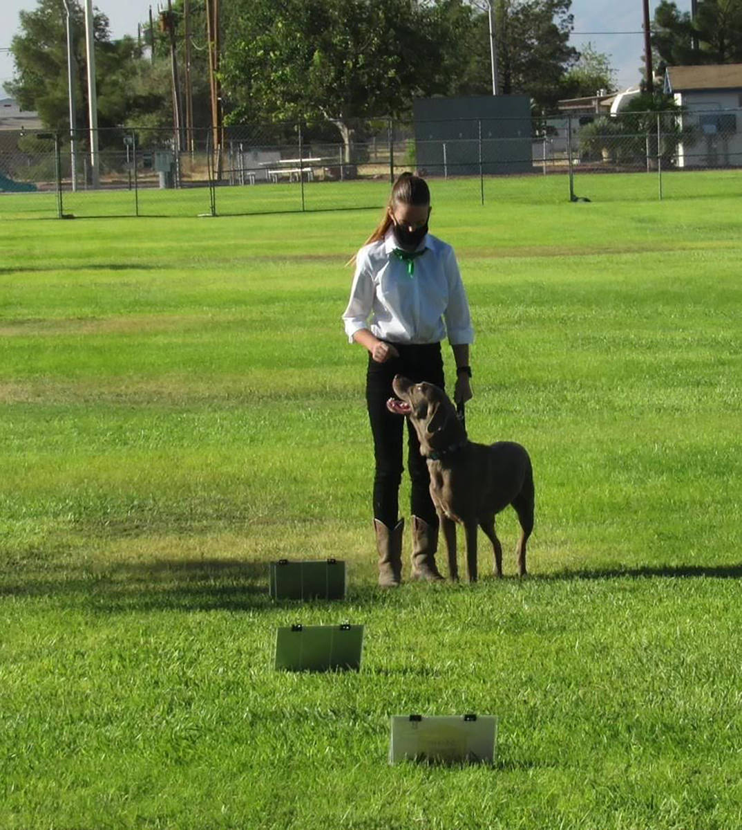 Stormy Ingersoll/Special to the Pahrump Valley Times A member of the 4-H Dog Den club is shown ...