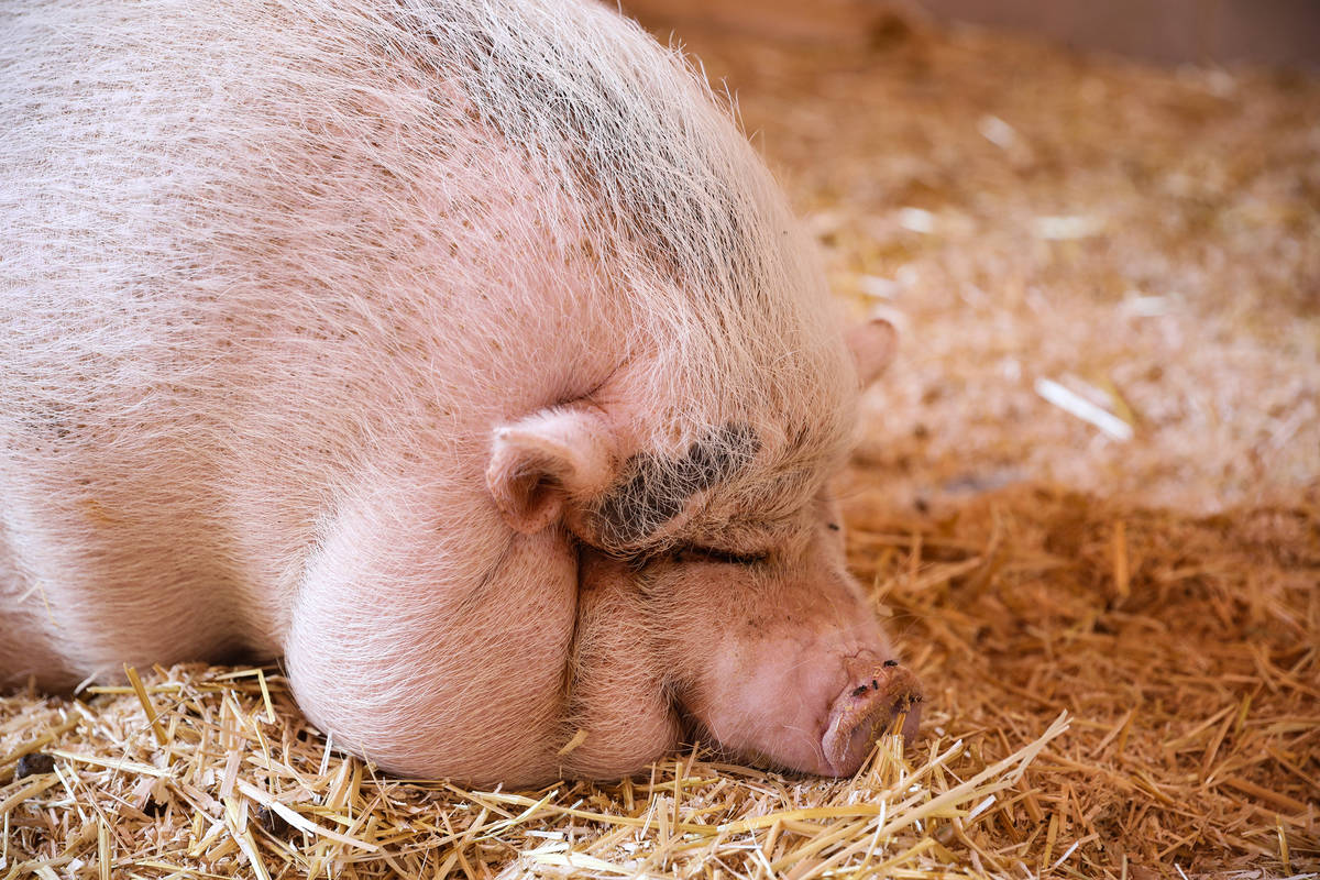 Cupcake, a pot bellied pig that was abandoned and is up for adoption, at the Animal Foundation, ...