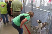 Selwyn Harris/Pahrump Valley Times Each year during the July Fourth holiday, dogs who escape th ...