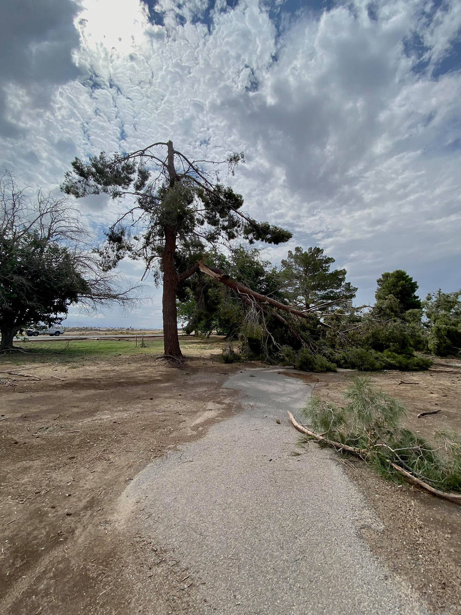 Special to the Pahrump Valley Times Annette Blodgett also took this picture of a damaged tree a ...