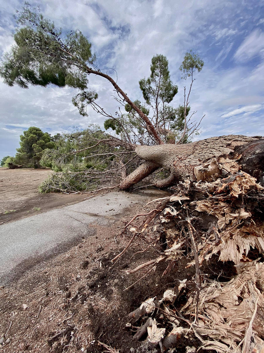 Special to the Pahrump Valley Times Taken by Annette Blodgett, this photo shows a downed tree a ...