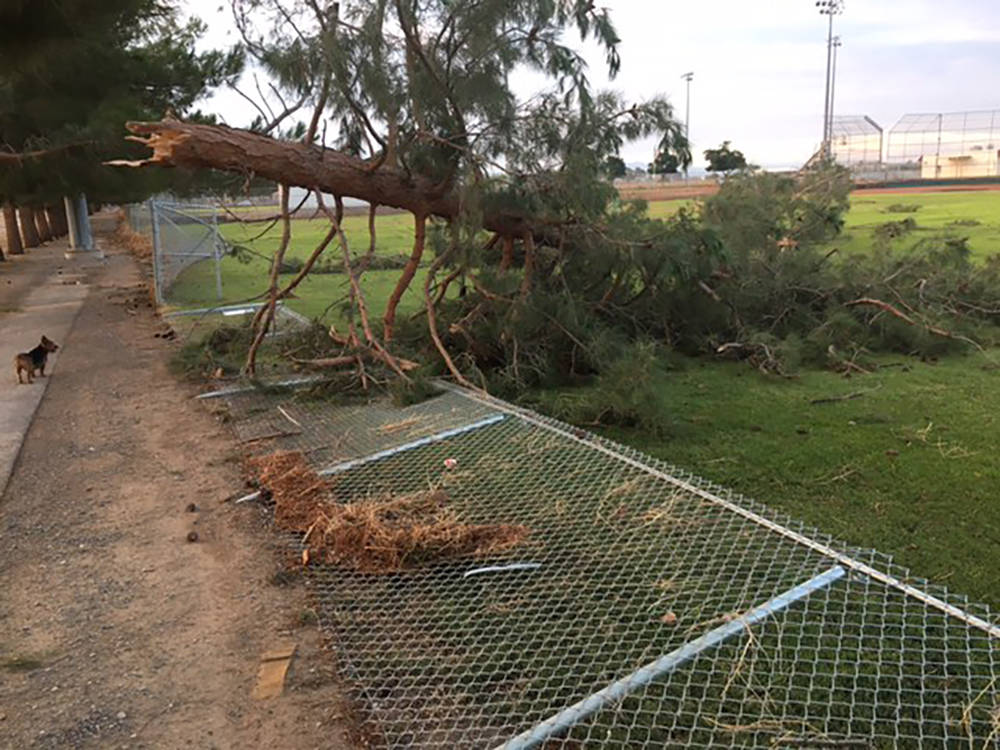 Special to the Pahrump Valley Times Resident Richard Bushart shot this photo of a downed tree l ...