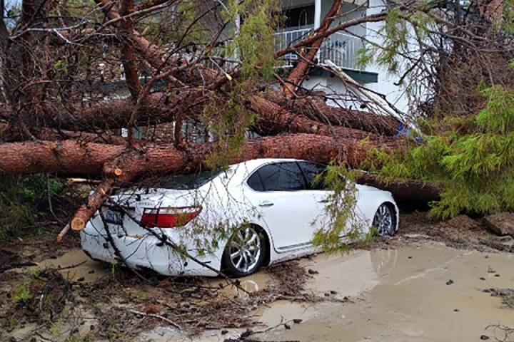 Selwyn Harris/Pahrump Valley Times On Sunday evening July 25, wind gusts caused a mature pine t ...