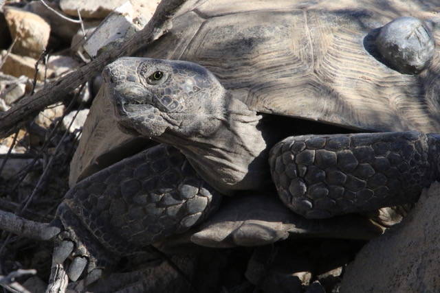 A radioed desert tortoise is a part of a U.S. Geological Survey study in the greater Ivanpah Va ...