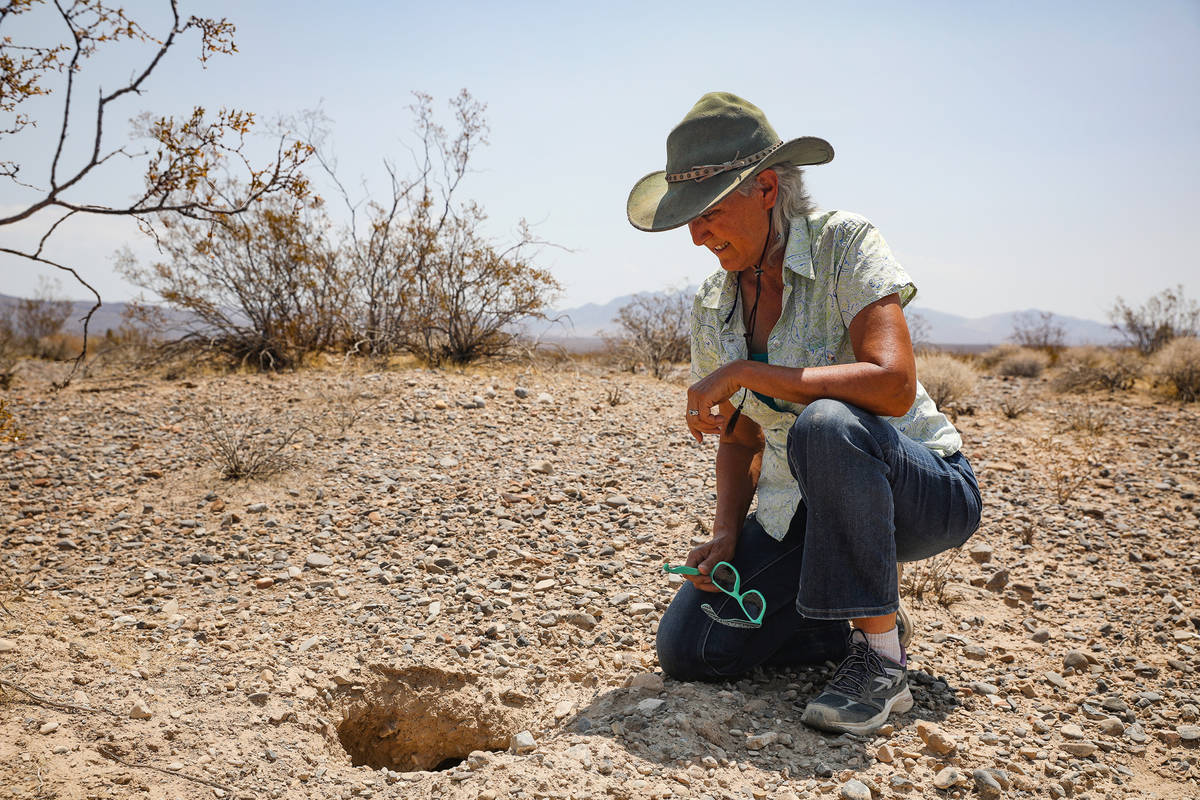 Laura Cunningham shows a desert tortoise burrow near the future Yellow Pine solar project in Cl ...